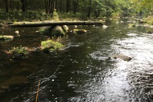 Mit der Fliegenrute an der Strecke 1